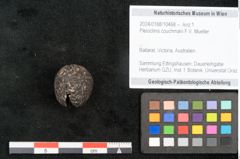 Foto (Objekt + Etikett) von Pleioclinis couchmani F.V. Mueller (NHMW-GEO-2024-0188-10468)